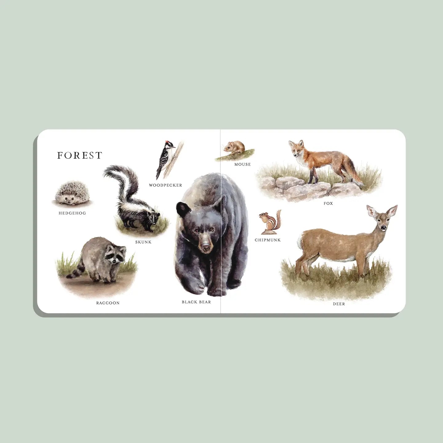Educational card with illustrations of forest animals on a light green background
